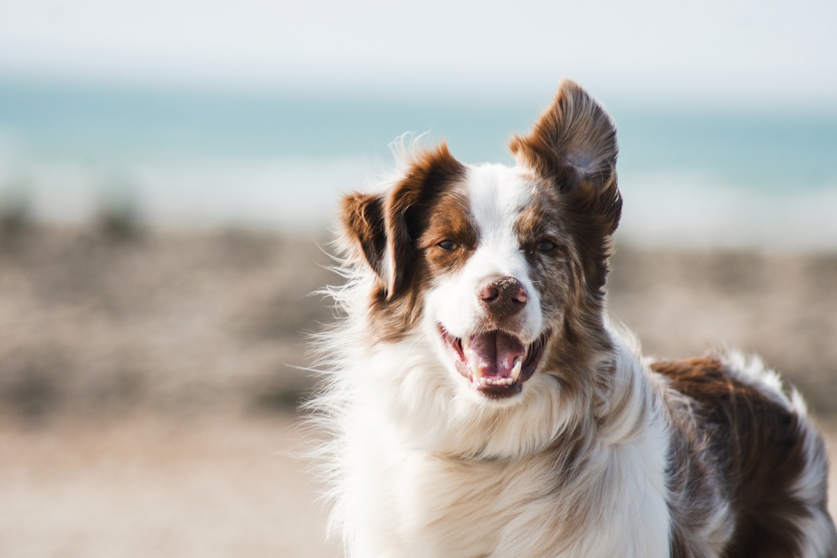 A happy golden retriever with warm lighting, looking at the camera