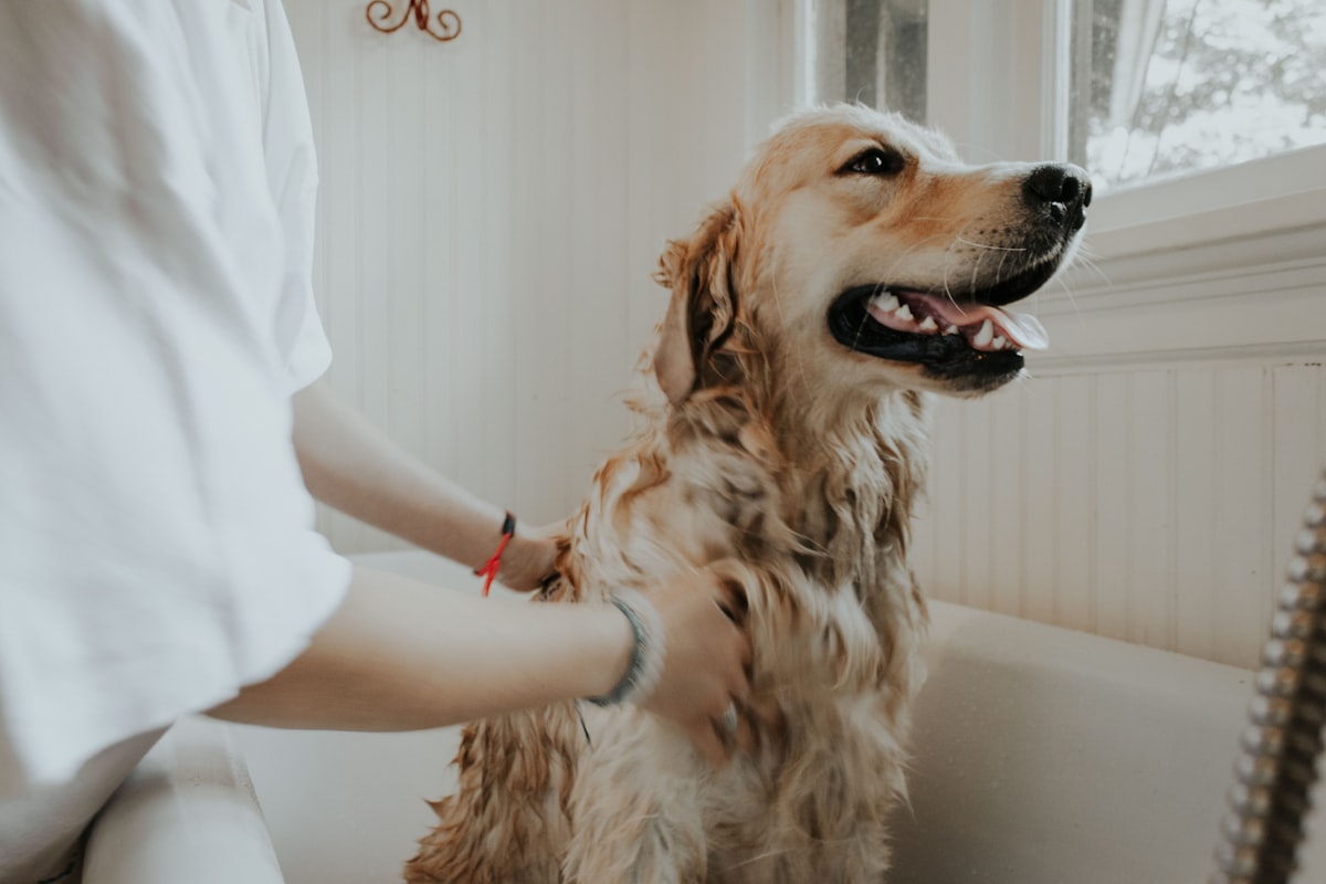 Person gently grooming a golden retriever in a caring moment