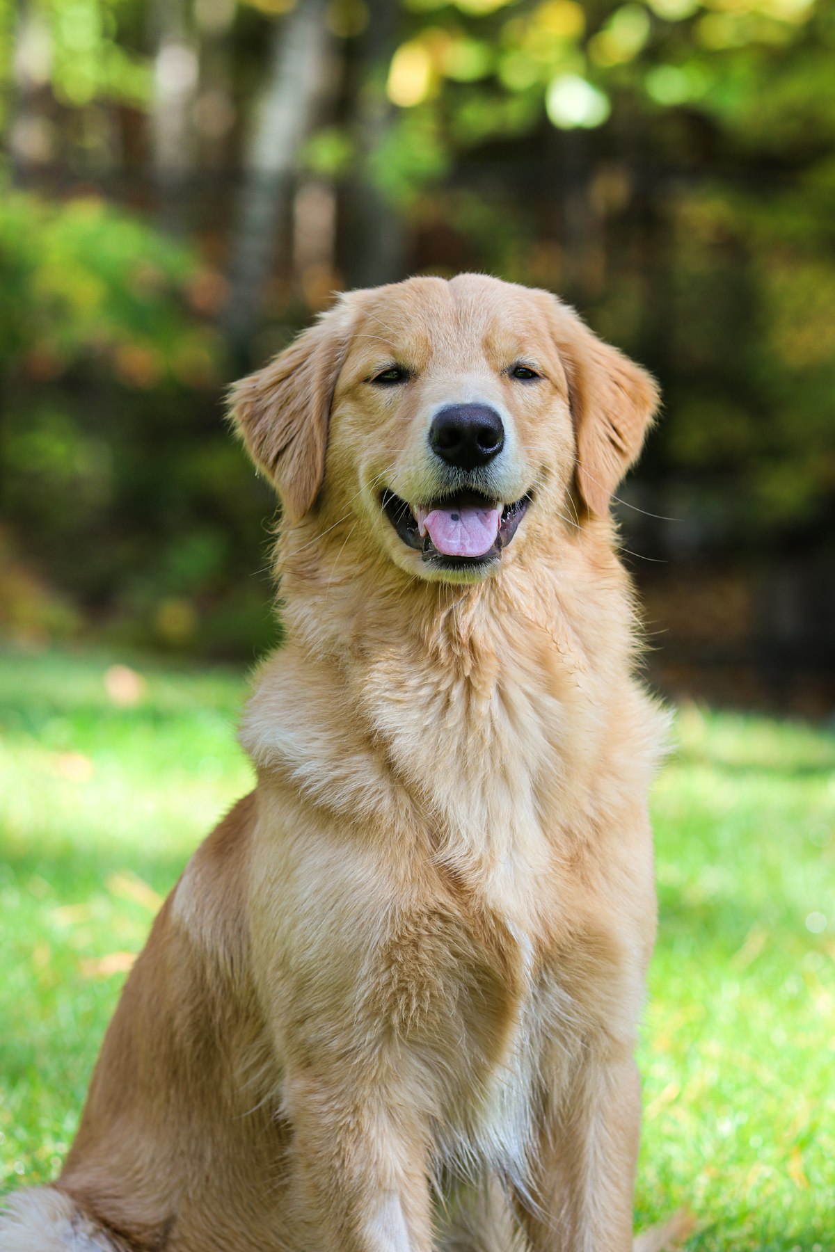 Golden retriever looking at camera with warm expression