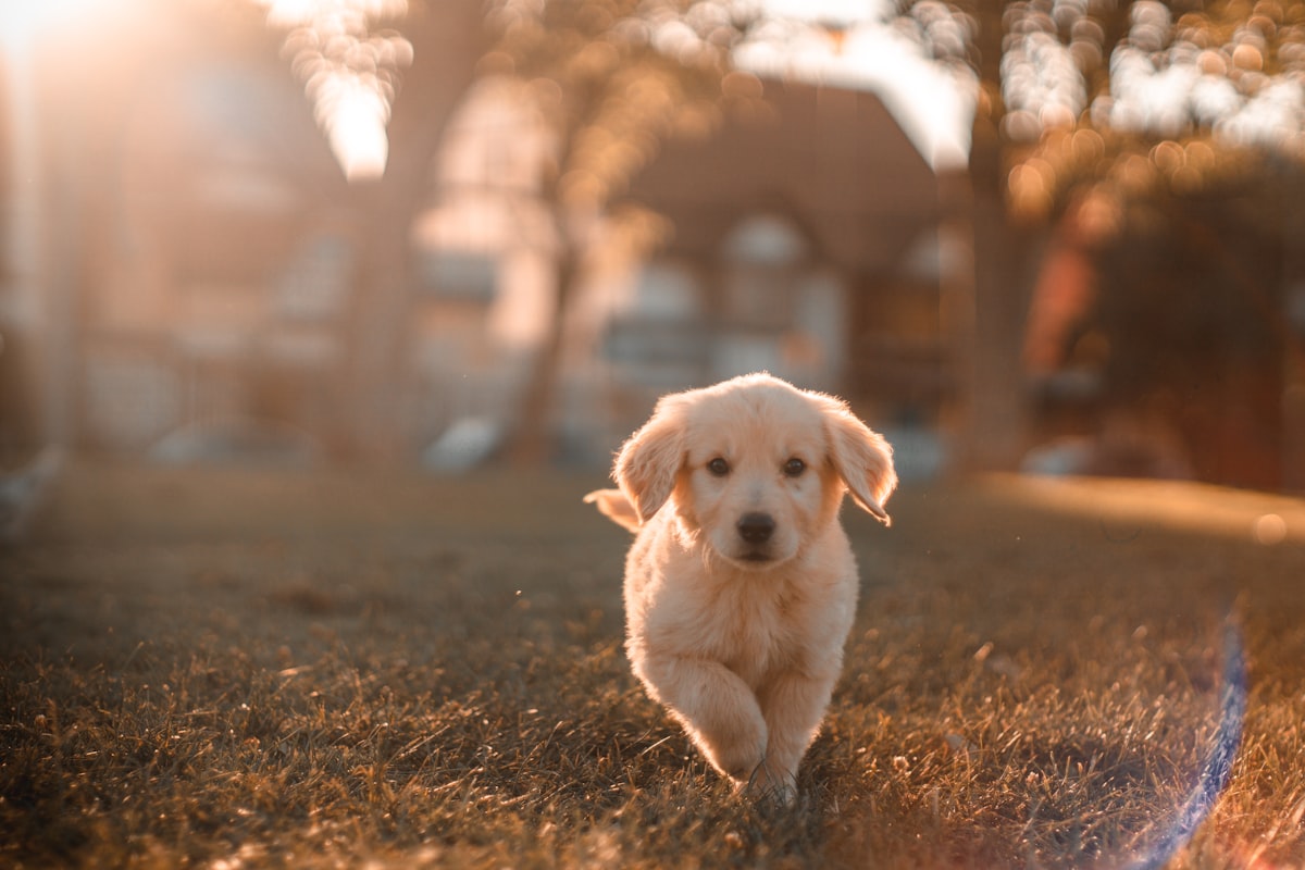 Golden retriever puppy walking towards camera in warm light