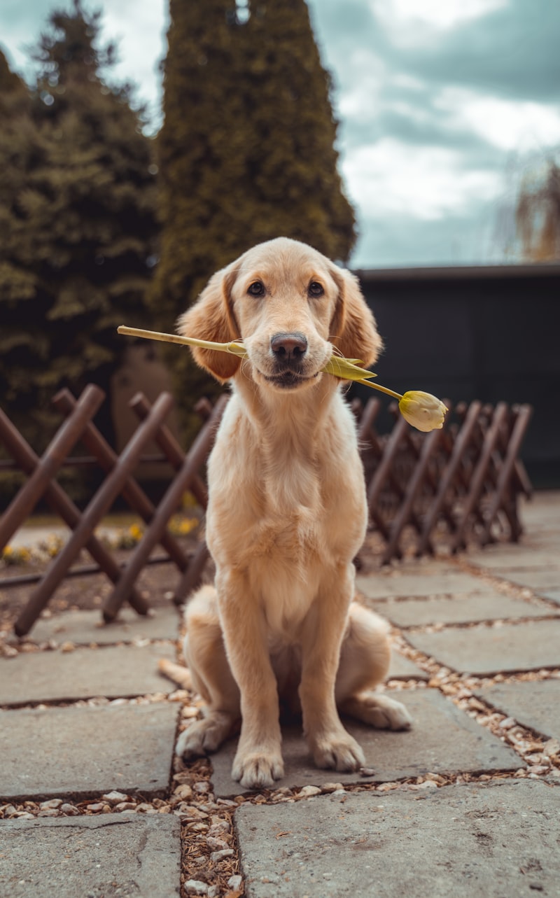 A matched golden retriever puppy