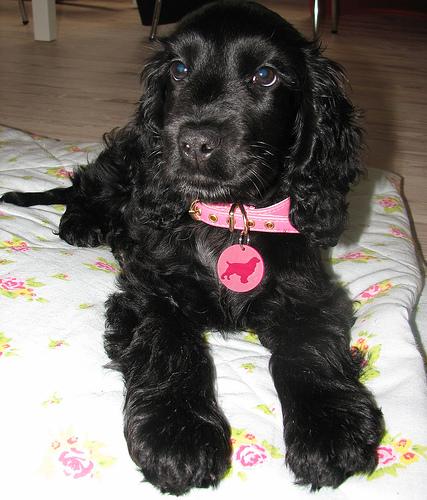 Bramble, a Cocker Spaniel puppy