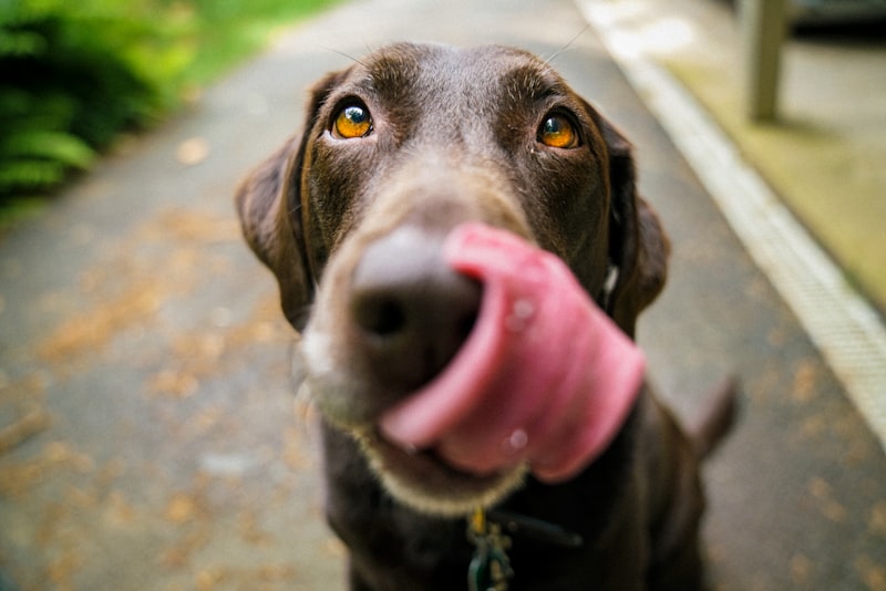 Luna, a chocolate Labrador Retriever, looking up at the camera