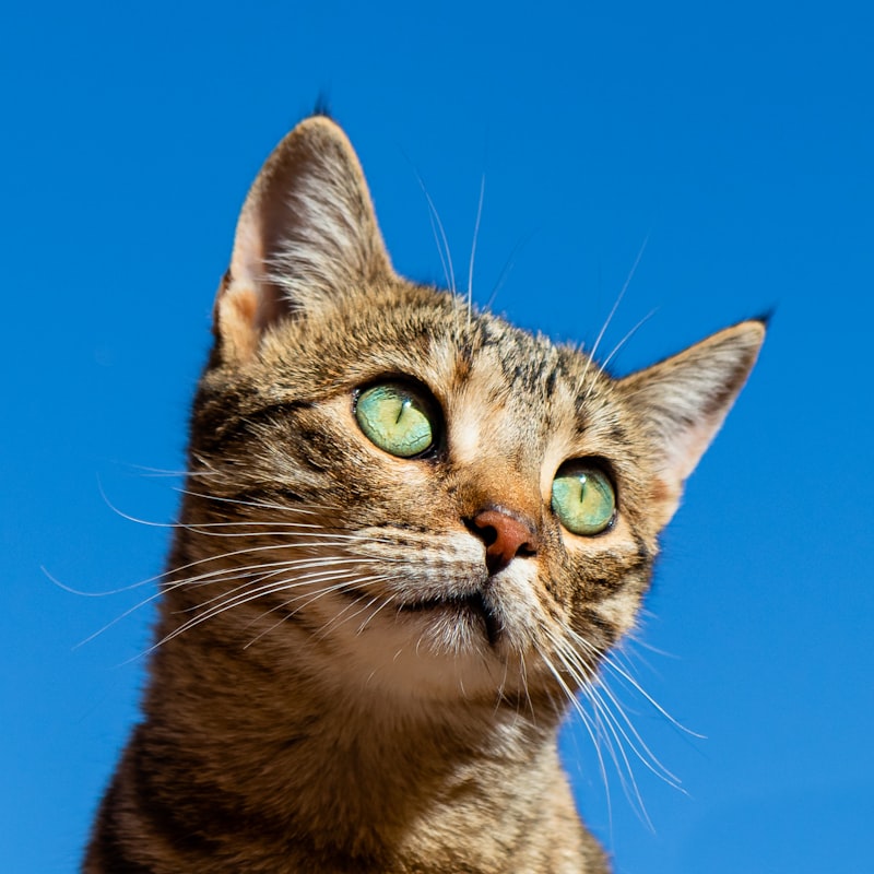 Mabel, a British Shorthair cat, by a window